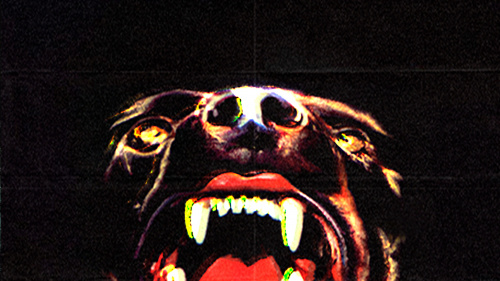 Canine Canine