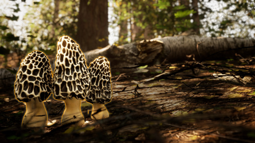 Morels The Hunt 2