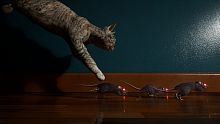 Ship's Cat