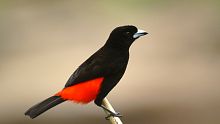 Quiz & Learn: Animals