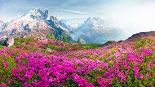 Nature Escapes 5 Collector's Edition