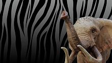 Zoo Simulator