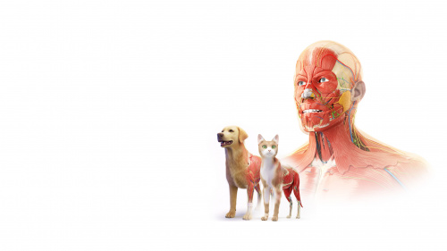 Anatomy VR Bundle Anatomy VR Bundle