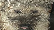 Snoot Runner